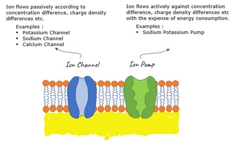 ion channels explained.